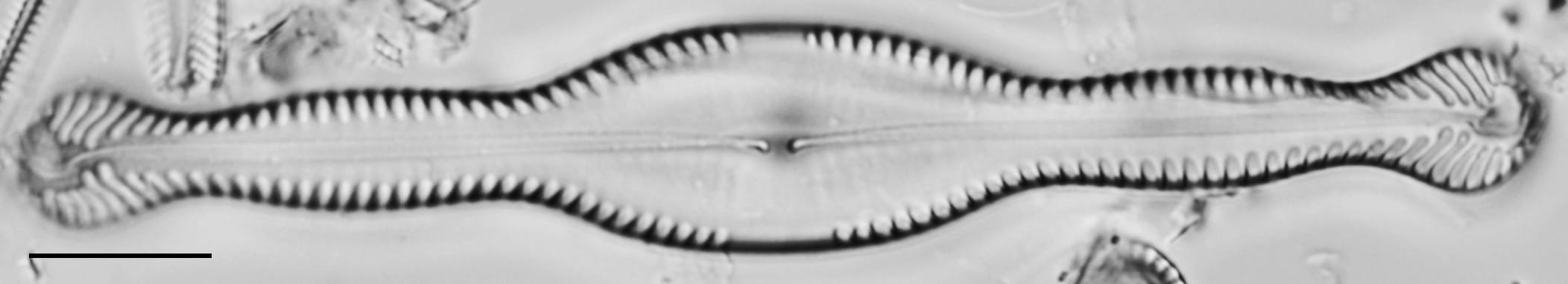 Pinnularia formica LM2