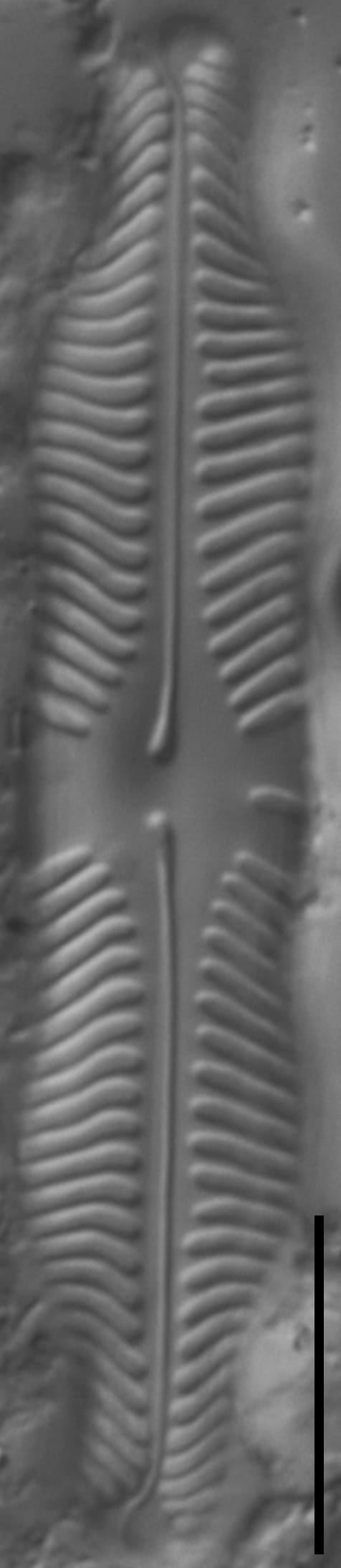 Pinnularia grunowii LM1