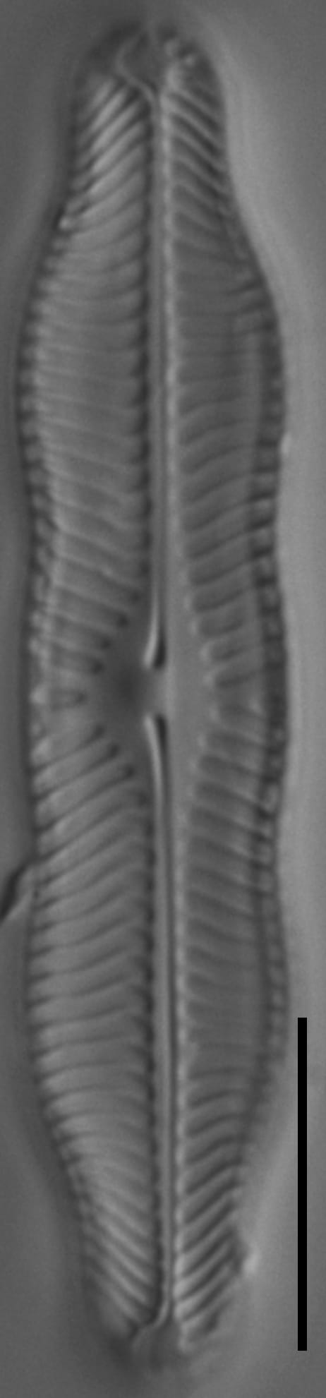 Pinnularia grunowii LM2