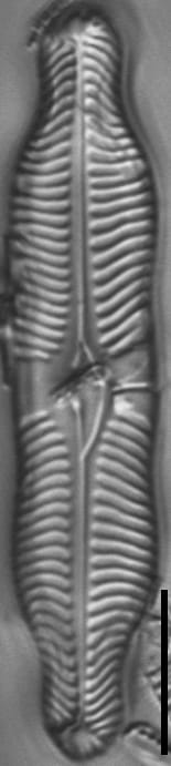 Pinnularia grunowii LM4