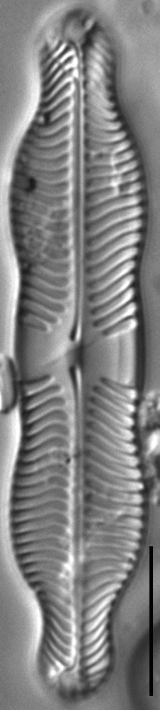 Pinnularia grunowii LM7