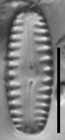 Pinnularia lagerstedtii LM1