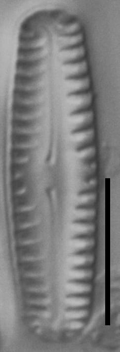 Pinnularia lagerstedtii LM2