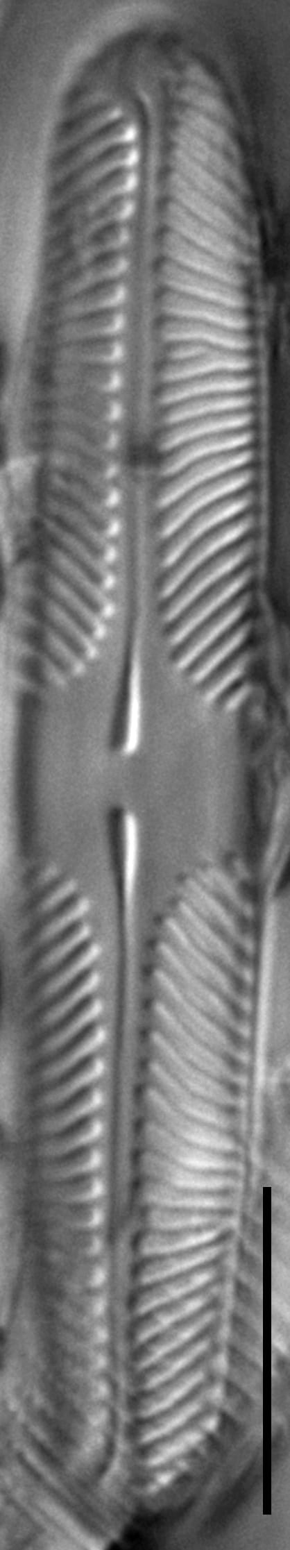 Pinnularia lacunicola LM2