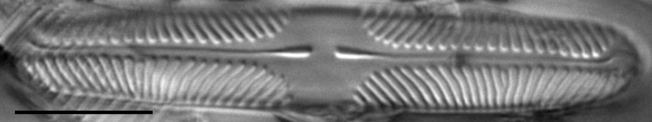 Pinnularia lacunicola LM2