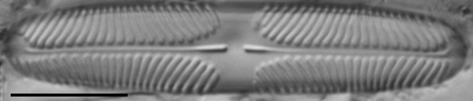 Pinnularia lacunicola LM3