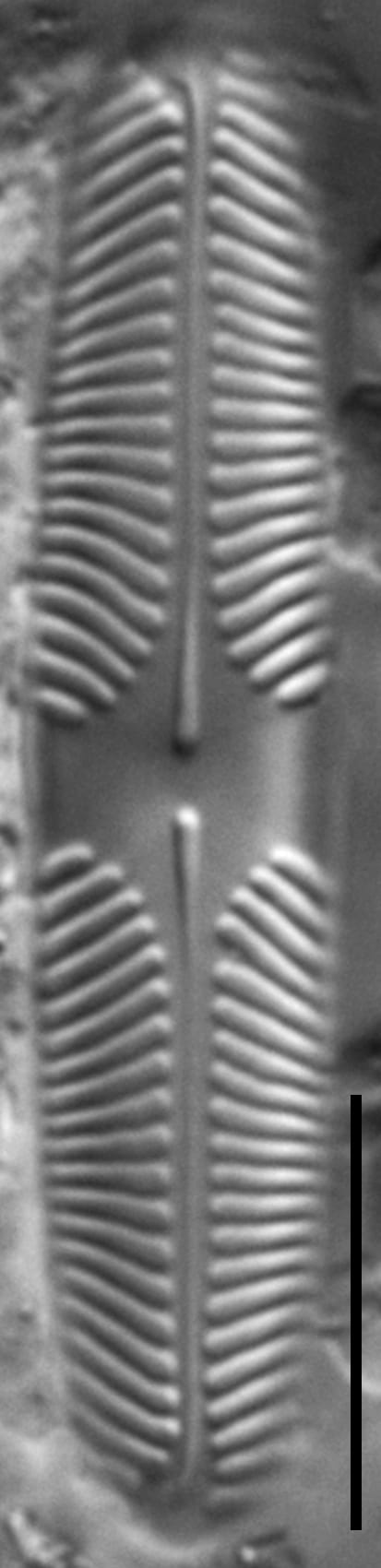 Pinnularia lacunicola LM4