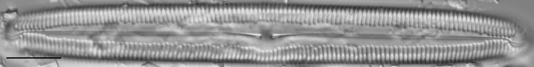 Pinnularia kwacksii LM1