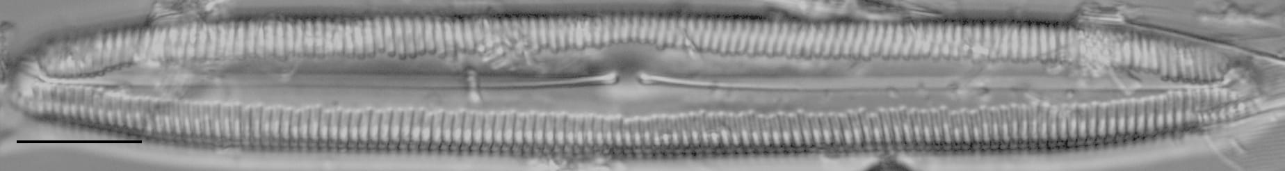 Pinnularia kwacksii LM3