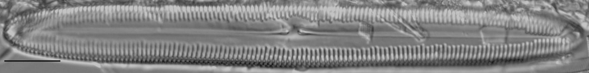 Pinnularia kwacksii LM4