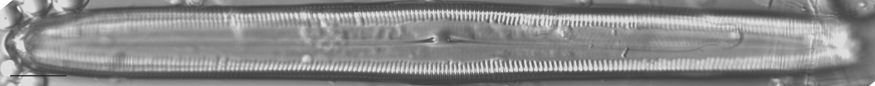 Pinnularia kwacksii LM6