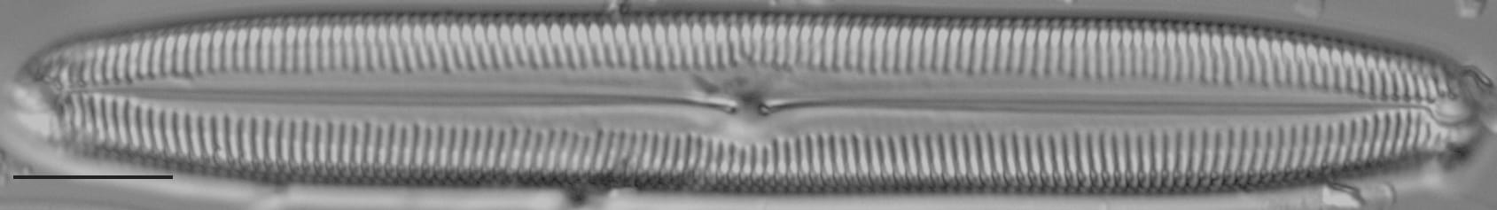 Pinnularia kwacksii LM7