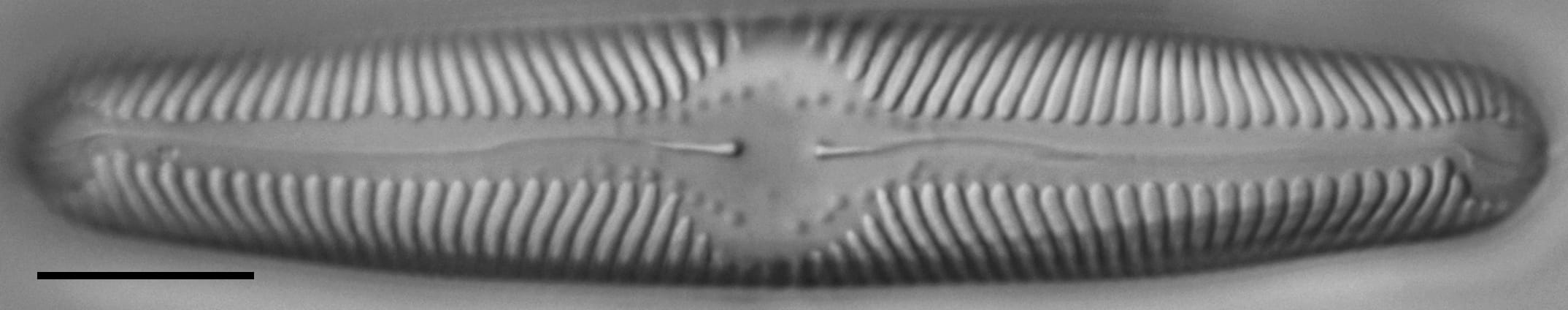 Pinnularia lailaensis LM3