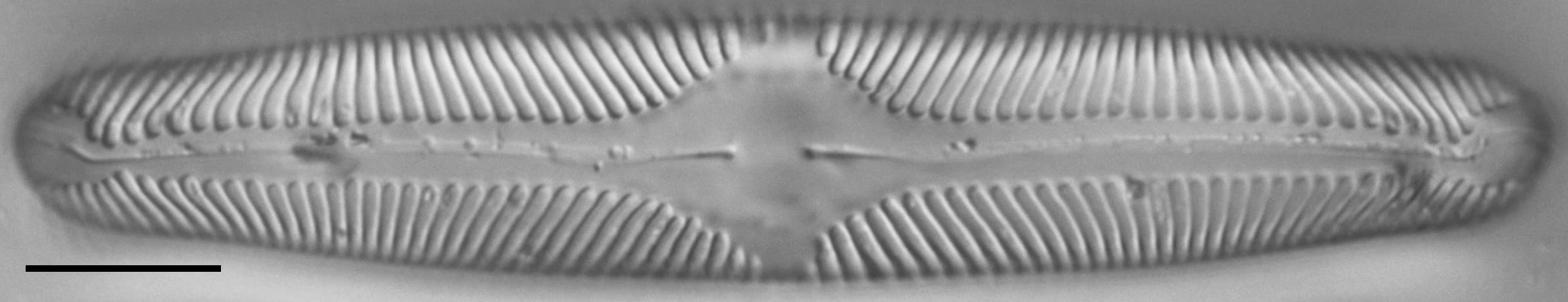 Pinnularia lailaensis LM6