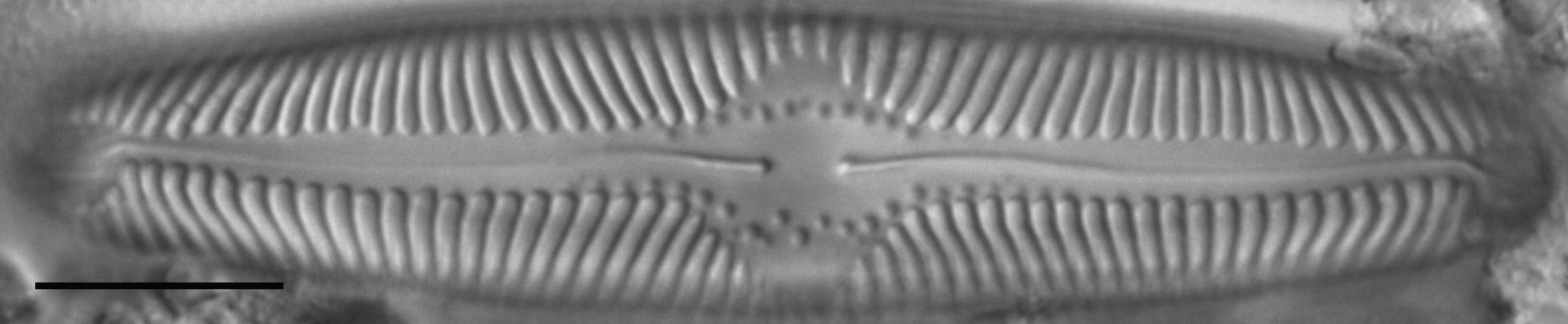 Pinnularia lailaensis LM8