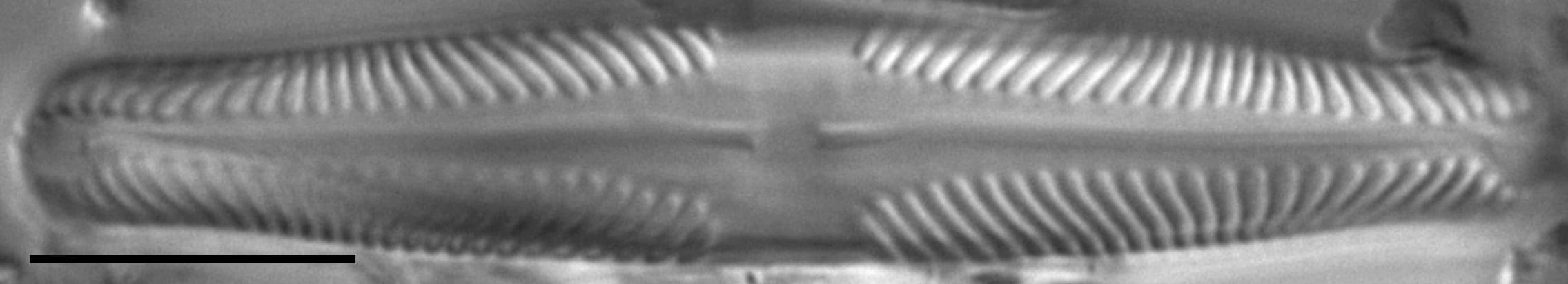 Pinnularia lunata LM1