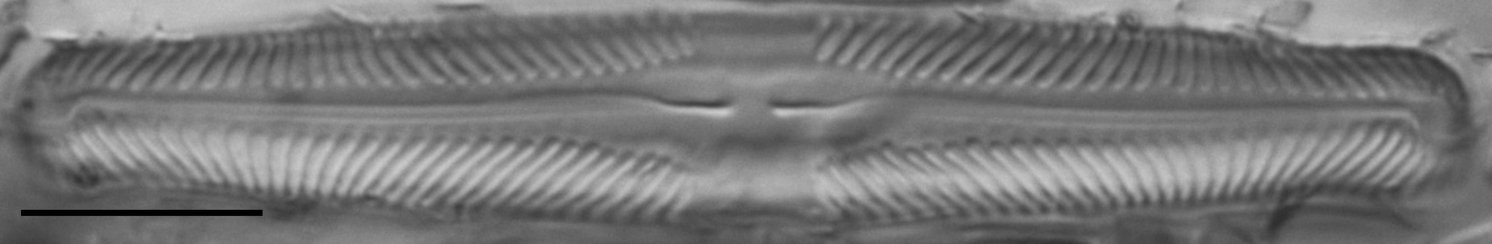 Pinnularia lunata LM2