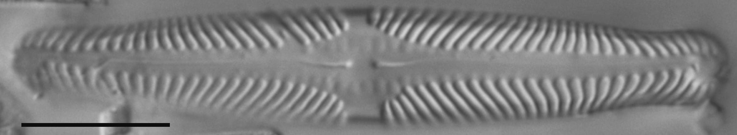 Pinnularia lunata LM3