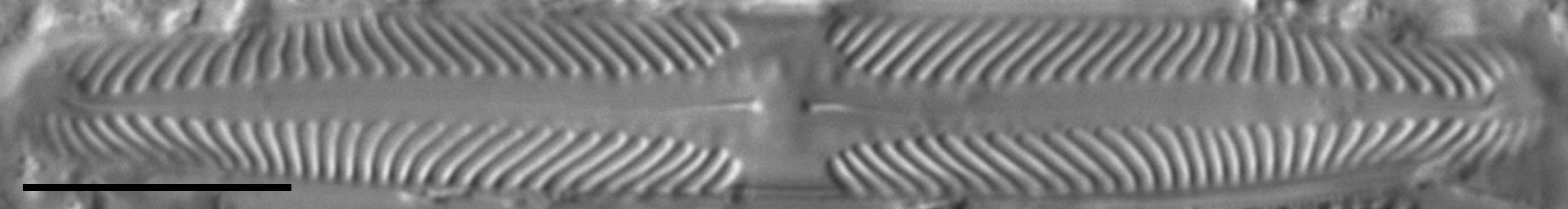 Pinnularia lunata LM4