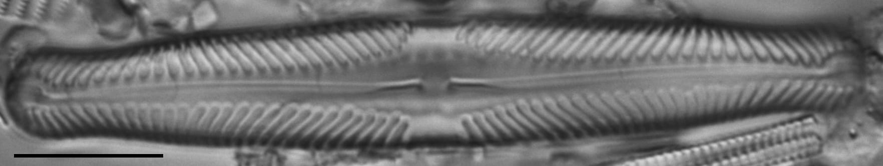 Pinnularia lunata LM6