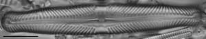 Pinnularia lunata LM6