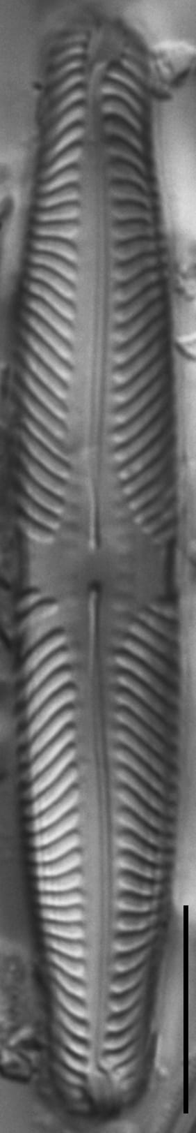 Pinnularia lunata LM7