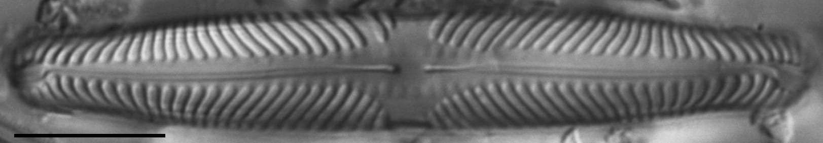 Pinnularia lunata LM7