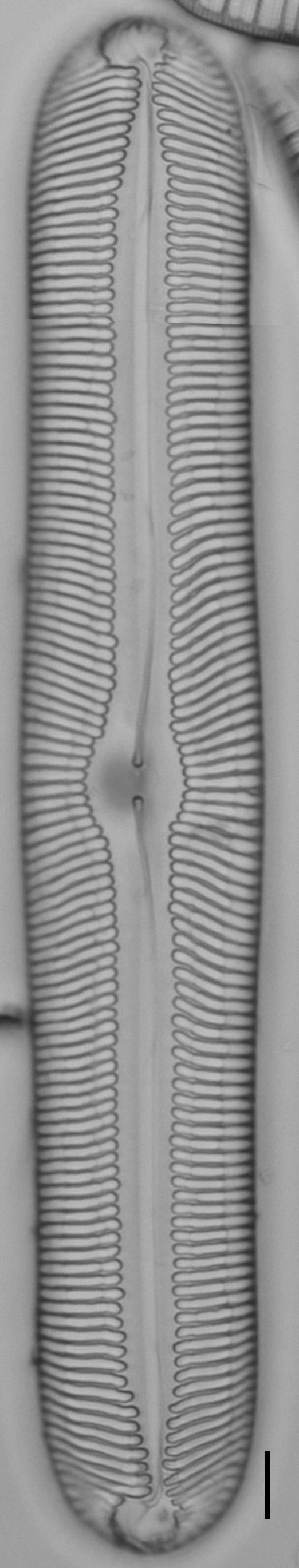 Pinnularia nobilis ANSP BOY738 51