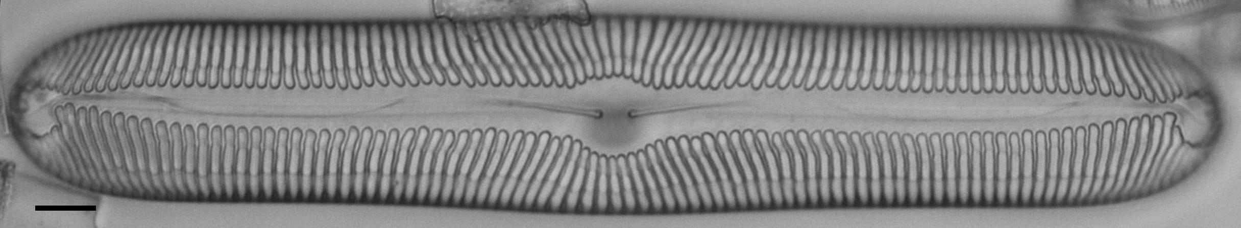 Pinnularia nobilis ANSP BOY738 66