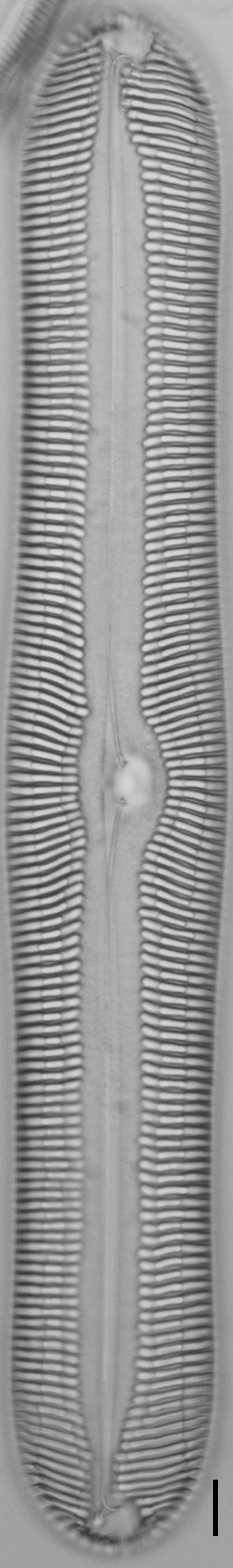 Pinnularia nobilis ANSP BOY738 71