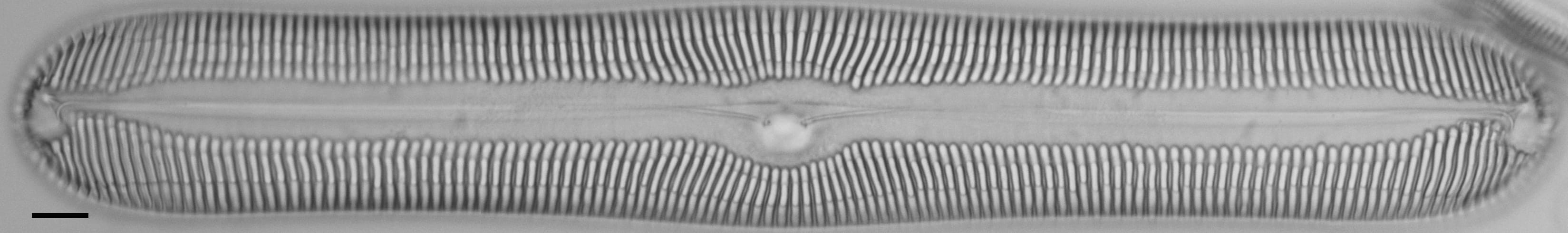 Pinnularia nobilis ANSP BOY738 71