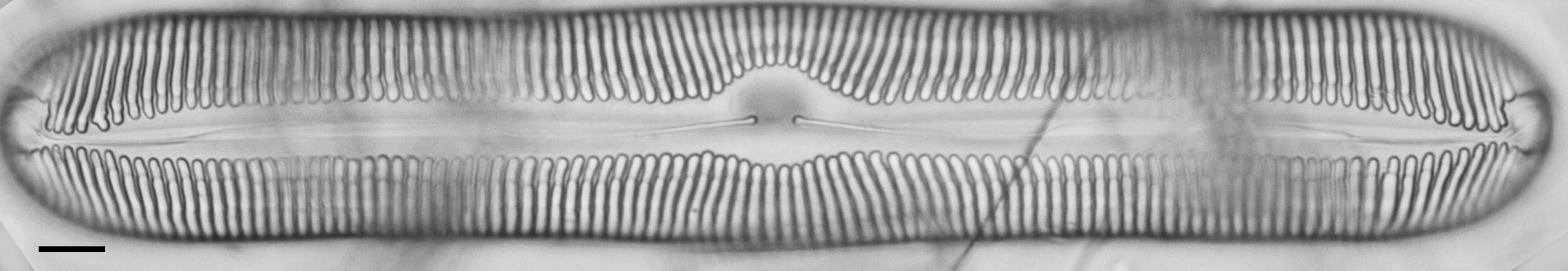 Pinnularia nobilis ANSP BOY738 72