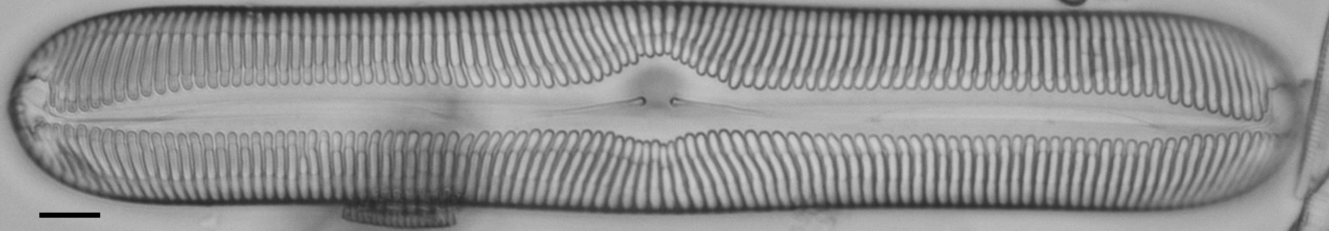 Pinnularia nobilis ANSP BOY738 75