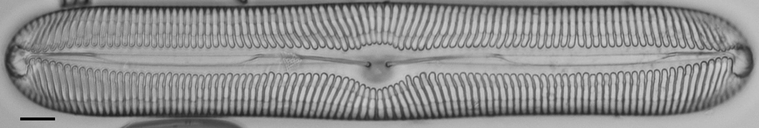 Pinnularia nobilis ANSP BOY738 84