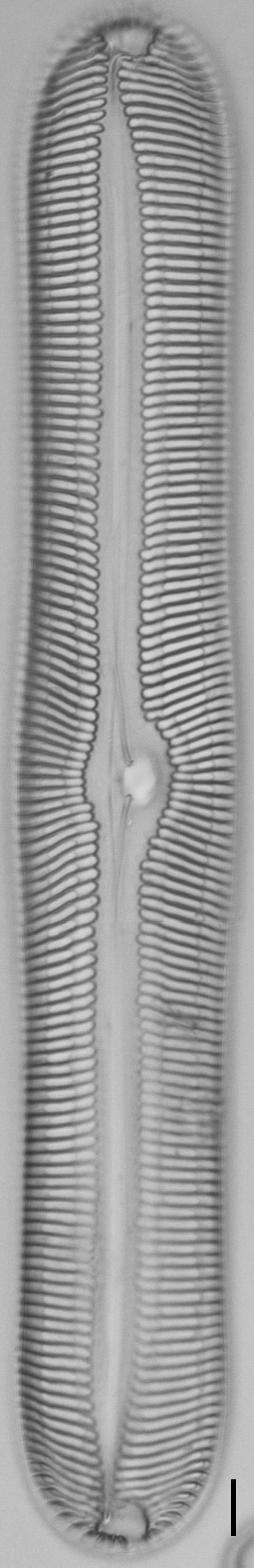 Pinnularia nobilis ANSP BOY738 85