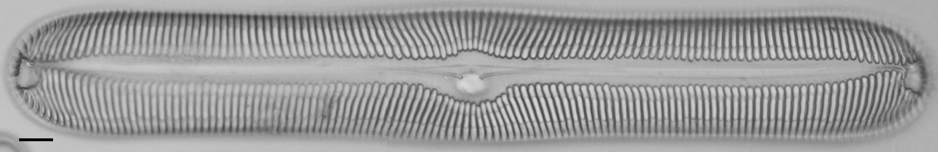 Pinnularia nobilis ANSP BOY738 85