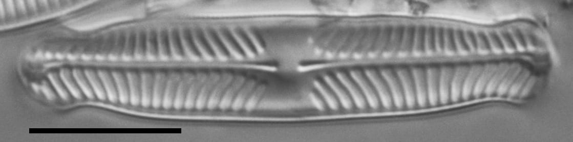 Pinnularia perinterrupta LM1