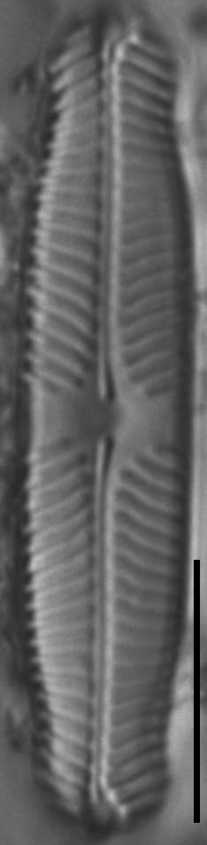 Pinnularia perinterrupta LM4