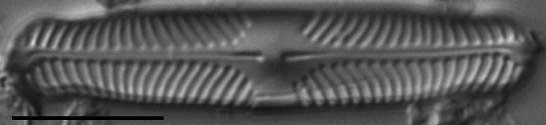 Pinnularia perinterrupta LM6