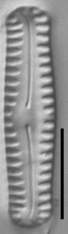 Pinnularia pseudoparva LM1