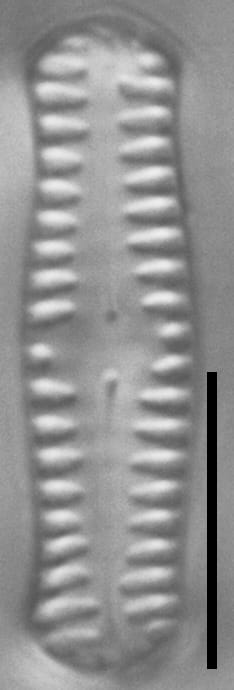 Pinnularia pseudoparva LM3
