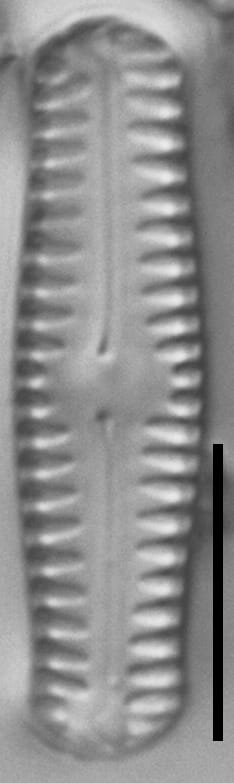 Pinnularia pseudoparva LM4