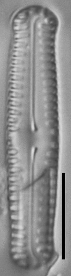 Pinnularia pseudoparva LM6