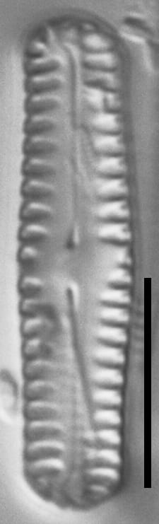 Pinnularia pseudoparva LM7