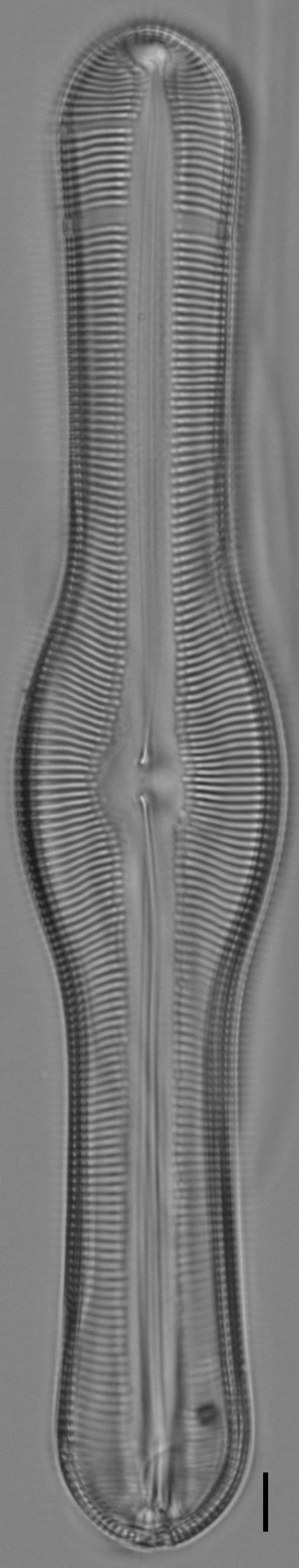 Pinnularia pulchella ANSP BOY426 10