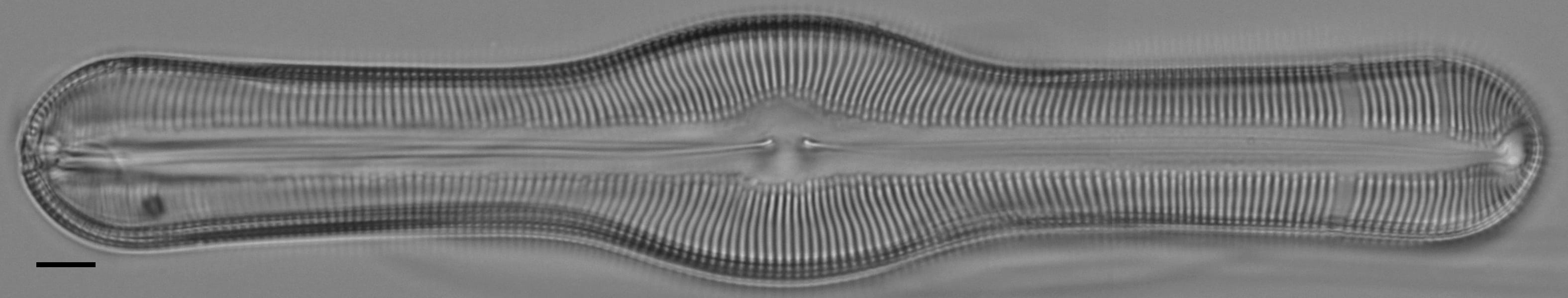 Pinnularia pulchella ANSP BOY426 10