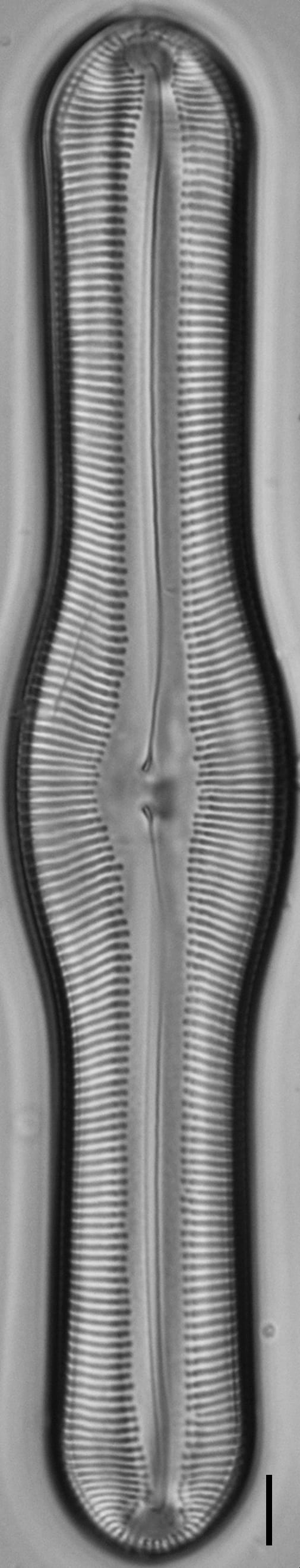 Pinnularia pulchella ANSP BOY426 11