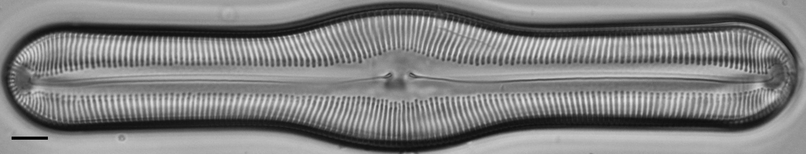 Pinnularia pulchella ANSP BOY426 11