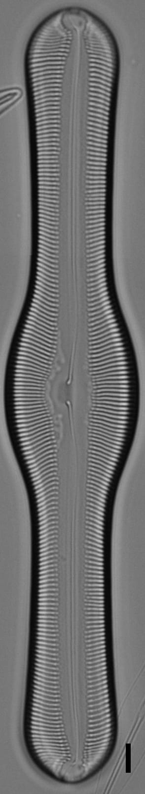 Pinnularia pulchella ANSP BOY426 12