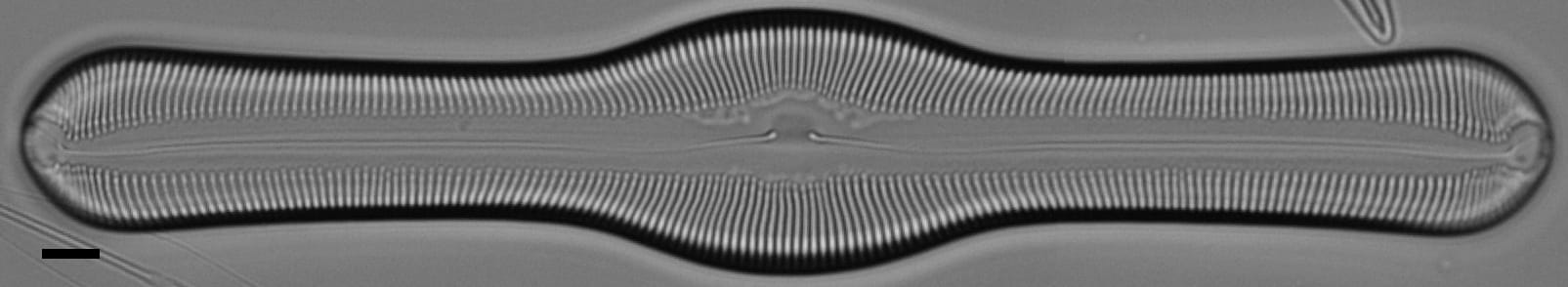 Pinnularia pulchella ANSP BOY426 12